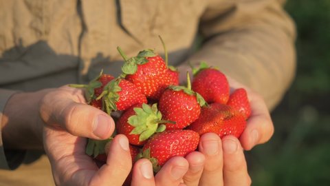 farmer's hands picking organic strawberries. harvesting fresh organic strawberries. strawberry close-up, home garden harvest, healthy food