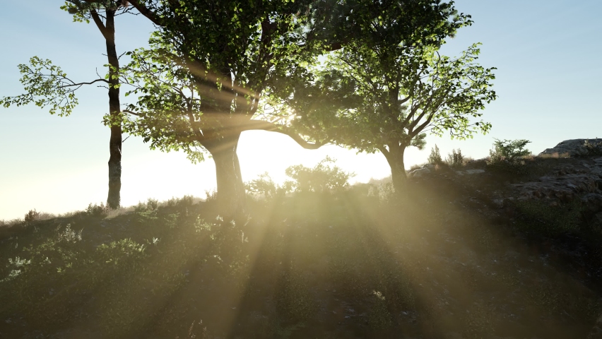 Trees on Rocks in Mountains at Sunset