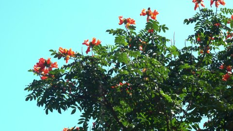 View of beautiful blooming african tulip flowers swaying by the wind against the blue sky in sunny day with a butterfly flying around.