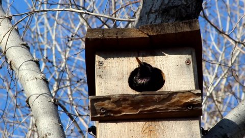 A starling looks out of the birdhouse tray. A wooden birdhouse is attached to the trunk of a small-leaved elm. Sturnus vulgaris