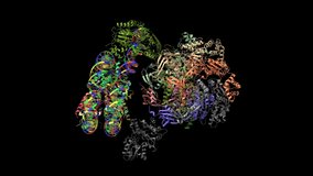 Cryo-EM structure of the human INO80 complex bound to nucleosome. Animated 3D cartoon and Gaussian surface models, PDB 6hts, black background