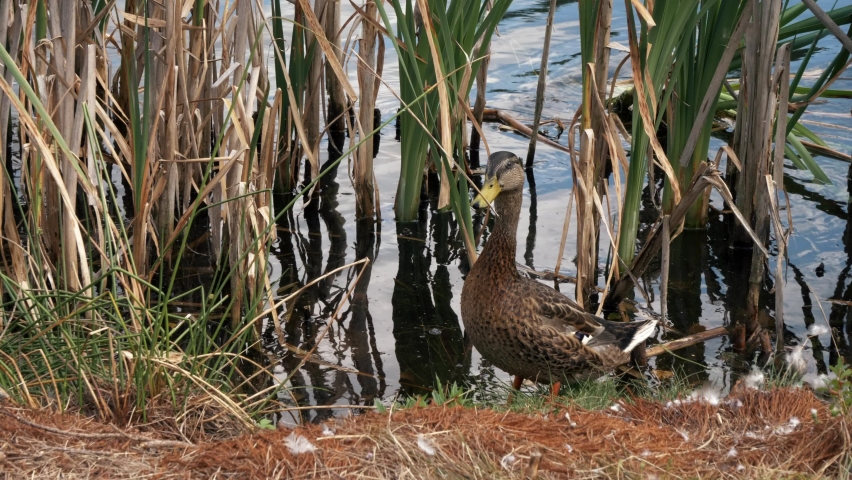 The duck stands by the lake with a reed and enters the water