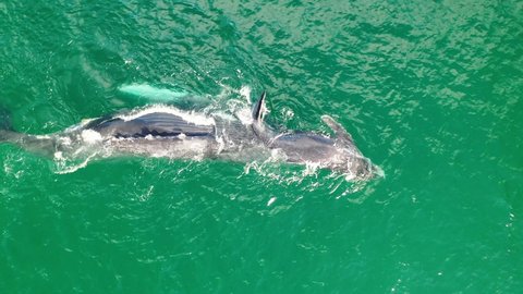 Drone video from above of mother and calf humpback whales playing and slapping its tail in blue ocean and waves of Sea of Cortez along East Cape coast, Baja California Sur, Mexico