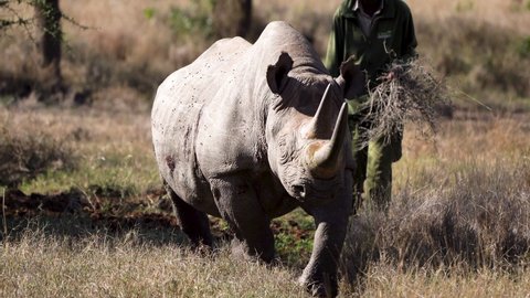Beautiful black rhino walking with a field guide in nature reserve, Africa