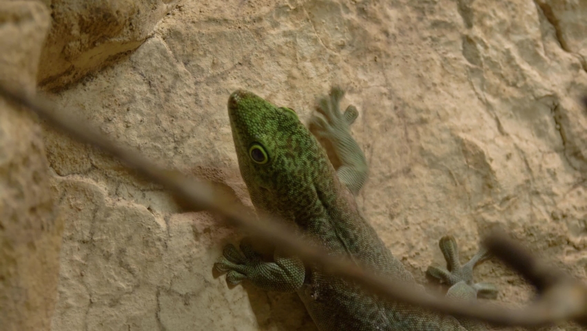 Tracking shot of a climbing Standing's day gecko (Phelsuma standingi). Royalty-Free Stock Footage #1083369661