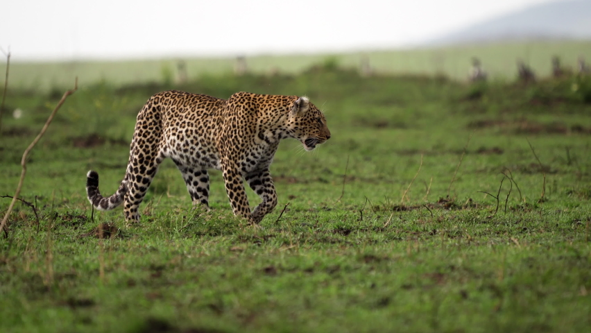 Beautiful leopard casually strolling over green African plain; Big Five Royalty-Free Stock Footage #1083369757