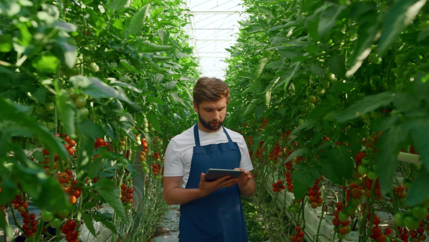 Botanical researcher working tablet tomato plantation in technological greenhouse. Happy man agronomist analysing innovative tomato production. Natural technology agricultural analyse concept Royalty-Free Stock Footage #1083373729