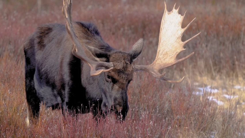 Bull Moose Grazing In Willow | Shutterstock HD Video #1083375283