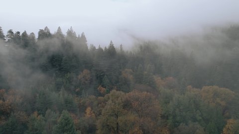 Drone Fly Over Foggy Clouds River and Redwoods Forest National Park in California