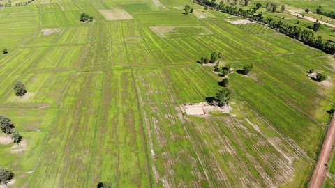Surin  Thailand - December 5 2021: Drone footage shows rice paddy fields on a clear sunny day.