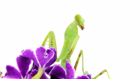 4K praying mantis dansing on a white background mantis, insect, bug, praying mantis, animal, nature, praying, macro, predator, closeup, wildlife, wild, white background, mantis religiosa, eyes