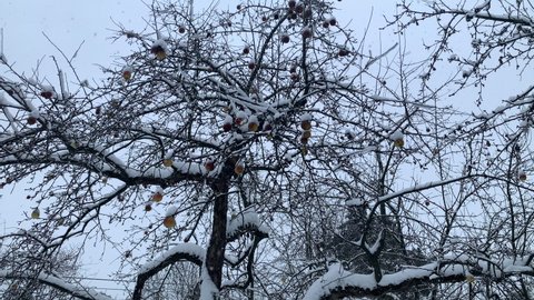 Apple Tree with Apples during Winter Time under White Snow