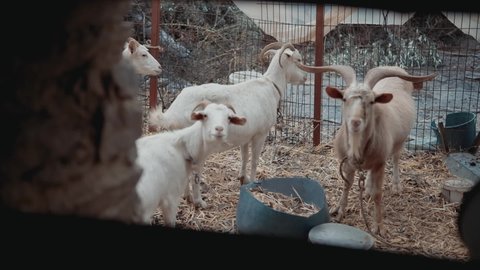 goats looking at camera. goat family in farmhouse. funny goats