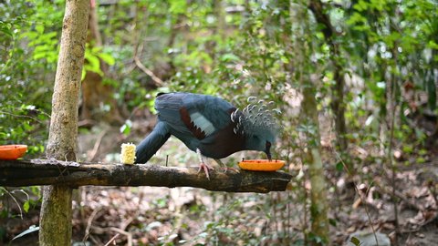 A close up of a Victoria crowned pigeon (Goura victoria) a large elegant tropical pigeon while eating fruit.