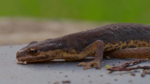 Young Smooth Newt 4cm long. 