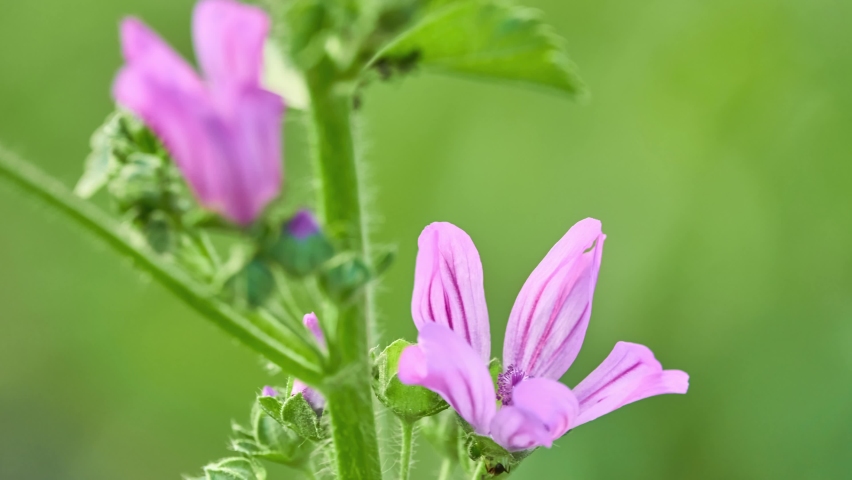 Malva sylvestris is species of common mallow genus Malva in family of Malvaceae and is considered to be type species for genus. High and tall mallow (mauve des bois by the French) Royalty-Free Stock Footage #1083403390