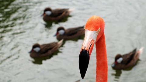 Flamingos or flamingos are a species of wading birds in the Phoenicopteridae family, the only bird family in the Phoenicopteriformes order. Close up of flamingos
