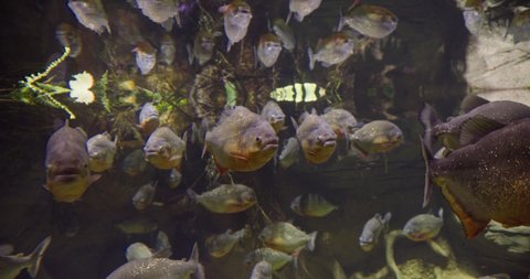 A dangerous flock of predatory piranha fish is looking for a victim in the water. Pygocentrus nattereri