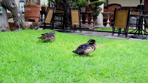 Ducks resting on the grass, birds perched in the garden, pair of ducks walking on the grass, birds with beautiful plumage.