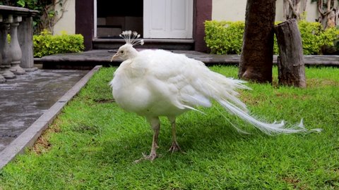 White peacock perched on the grass outside a house, beautiful bird with white feathers resting, the white peacock is a more striking color variety since it is obtained by selective crossing.