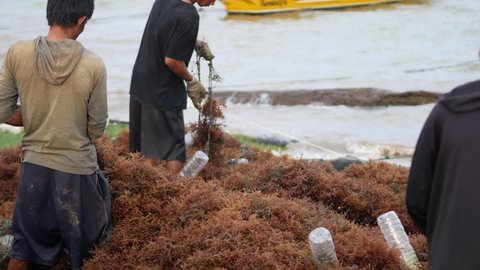 Eucheuma cottoni (red seaweed) has just been harvested from the Tarakan Sea. Indonesian seaweed farmers are harvesting seaweed. Tarakan, Indonesia. Dec 04, 2021