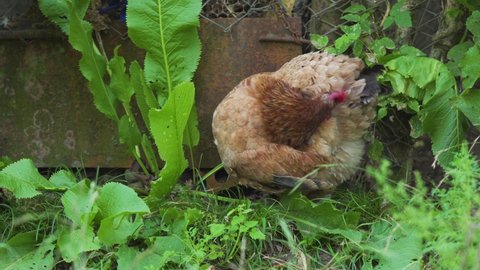 One nice domestic hen with brown and black feathers walks, feeding, looking for food on the ground among the grass. Close up view. Outdoor. Free range poultry farming concept. Europe farm.