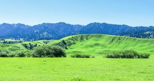 Green grass and mountains with forest under the blue sky, beautiful grassland landscape. panning shot, real time video.