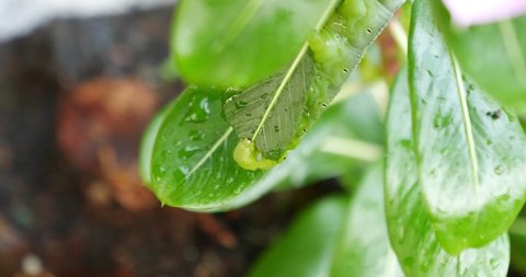  Close-up green caterpillar eating leaf moning