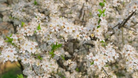 Slow panning across a beautiful white blooming cherry tree. Cherry blossoms in spring concept. Japanese sakura close-up steadicam shot. White bloom of a cherry tree in springtime. Hanami tradition