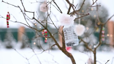 birds of titmouse sit in the feeder to eat food seeds in winter against the background of Christmas decorations. High quality FullHD footage