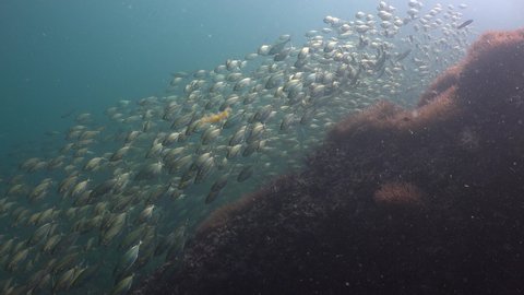 A school of yellow fish goes down slowly like a waterfall
