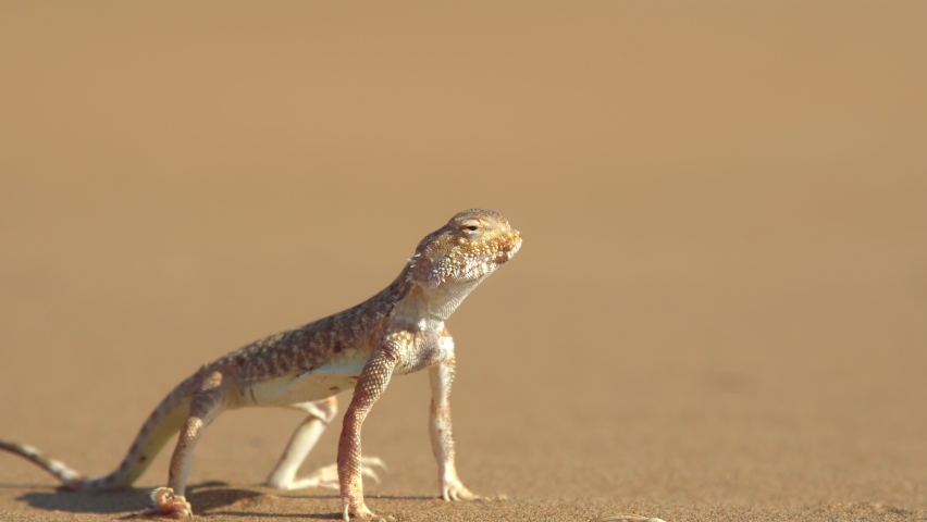 Eared spotted toad-headed Agama (Phrynocephalus mystaceus).The lizard lives in areas with mostly bare sand dunes.Burrows digs on the slopes of dunes Royalty-Free Stock Footage #1083434743