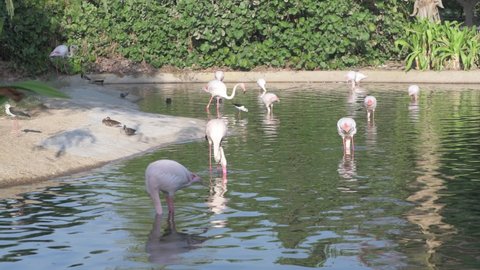 flamingo pink walks on water and eats