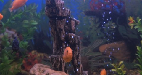 Swimming gold fish at home. A view of swimming gold fishes and cichlids in the aquarium water.