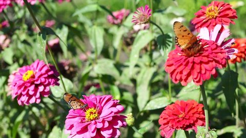 Two Tawny Coster butterfly (Acraea violae)  are eating nectar in a colorful Zinnia garden.