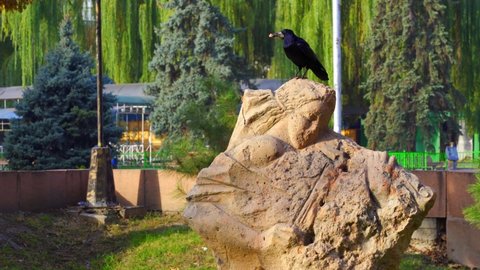 Bishkek, Kyrgyzstan - October 2021: A crow with sits over a monument in the park