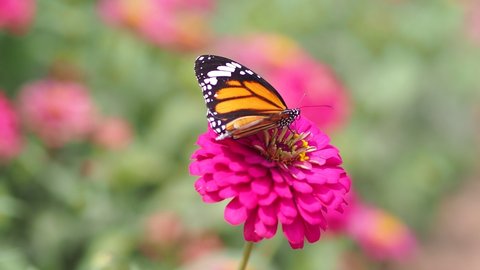 Common Tiger butterfly (Danaus chrysippus) resting on a purple zinnia flower, after eating nectar until full in Zinnia garden.