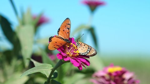 Two Tawny Coster butterfly (Acraea violae) ) feed on nectar from the same flower of purple Zinnia in garden.