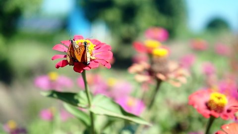 Two Tawny Coster butterfly (Acraea violae) feed on nectar from the same flower of red Zinnia in garden.