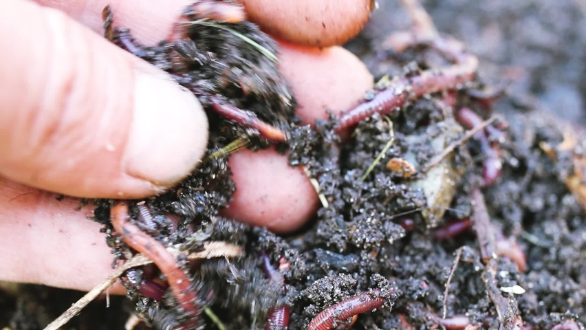 Breeding Red Worms Dendrobena Fertile Soil Natural Soil