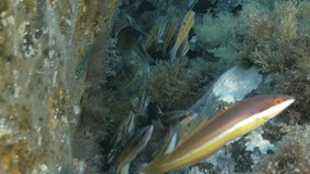 underwater shot of feeding Ornate wrasses at Mediterranean reef, fish swim quickly up and down, cameras moves slowly, Ustica Island, Italy