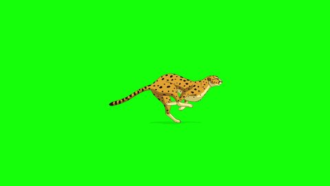 Running cheetah. Handmade animated looped 4K footage isolated on green screen