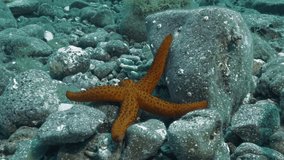 underwater shot of Red Starfish, moving slowly over sea floor stones , medium shot, Mediterranean Sea, Ustica