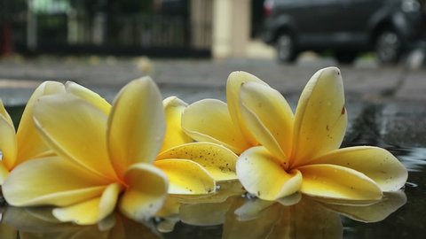 frangipani flowers on a puddle