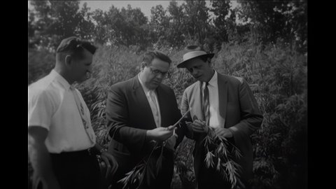 1950s: Title card. Men in suits examine marijuana stalks. One man breaks a branch and sniff the leaves. Men with flamethrowers burn the marijuana field. Men point. Title card.