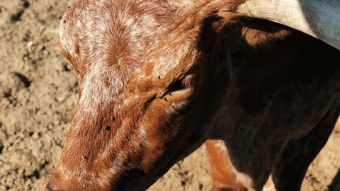 Texas longhorn cattle in Fort Worth, Texas