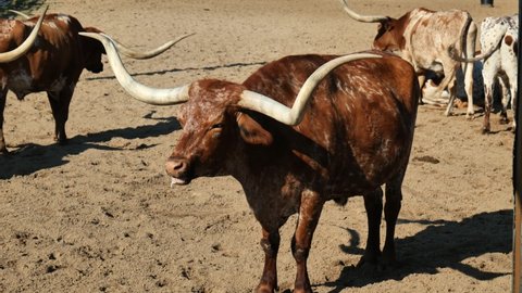 Texas longhorn cattle in Fort Worth, Texas