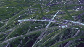 under water pan shot of field of Neptune´s grass/ posidonia / Sea grass in Mediterranean Sea, Italy