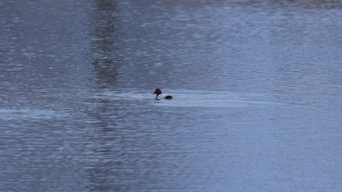 Swimming and diving Tufted Ducks on a Lake	
