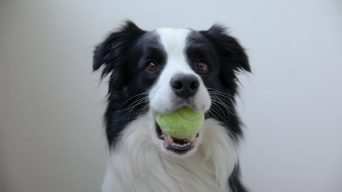 Funny cute puppy dog border collie holding toy ball in mouth isolated on white background. Purebred pet dog with tennis ball wants to playing with owner. Pet activity and animals concept